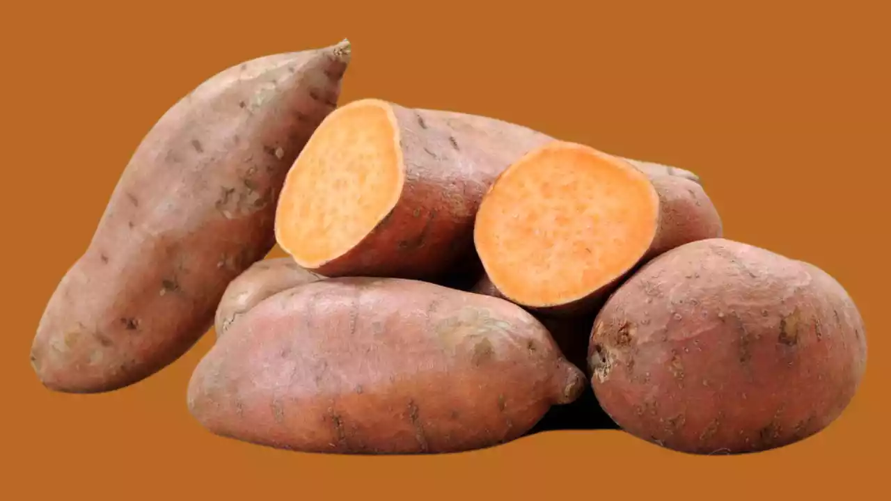 Sweet Potato Meal